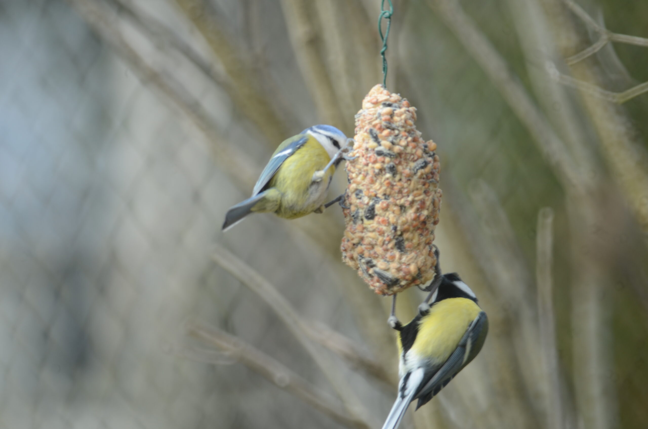 Nourriture, boules et graines pour oiseaux